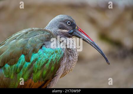 Uno splendido ibis Hadada colorato nello zoo di Breslavia Foto Stock