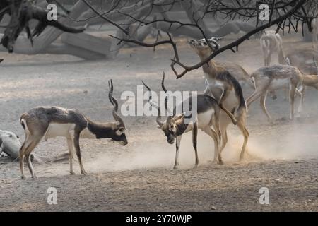 Le antilopi di Blackbuck selvatiche sono impegnate in un intenso combattimento. Rituale di accoppiamento Blackbuck Antelope a Dusty Wilderness Foto Stock