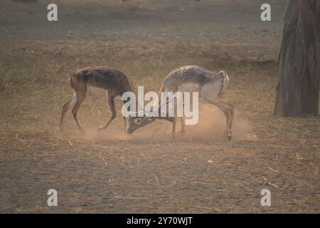 Le antilopi di Blackbuck selvatiche sono impegnate in un intenso combattimento. Rituale di accoppiamento Blackbuck Antelope a Dusty Wilderness Foto Stock