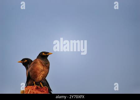 Un paio di comuni Mynas appollaiati su Brick Foto Stock