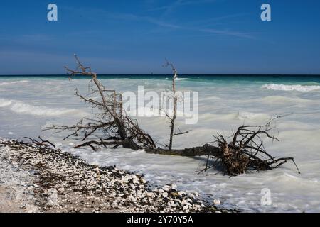 Abgestorbene Baeume liegen an der Kreidekueste auf Mon im Wasser. Von kreidig-weiss , aquamarin, gruen und blau reicht die Farbskala des anlaufenden Meeres an den Steilklippen. Die Kreidefelsen dort zaehlen zu den touristischen attrazioni di Daenemarks. *** Alberi morti giacciono sulla costa gesso di Mon nell'acqua i colori del mare sulle scogliere spaziano dal bianco calcareo, acquamarina, verde e blu le scogliere gesso ci sono tra le attrazioni turistiche di Denmark Foto Stock