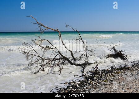 Abgestorbene Baeume liegen an der Kreidekueste auf Mon im Wasser. Von kreidig-weiss , aquamarin, gruen und blau reicht die Farbskala des anlaufenden Meeres an den Steilklippen *** alberi morti giacciono sulla costa gesso di Mon in acqua la scala di colore del mare in avvicinamento sulle scogliere ripide va dal bianco gessoso, acquamarina, verde e blu Foto Stock