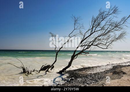 Abgestorbene Baeume ragen an der Kreidekueste auf Mon aus dem Wasser. Von kreidig-weiss , aquamarin, gruen und blau reicht die Farbskala des anlaufenden Meeres an den Steilklippen. Die Kreidekueste dort zaehlt zu den touristischen attrazioni di Daenemarks. *** Alberi morti sorgono dall'acqua sulla costa gessosa di Mon, la costa gessosa c'è una delle attrazioni turistiche di Denmark Foto Stock