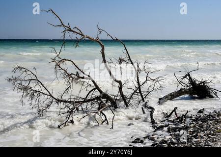 Abgestorbene Baeume liegen an der Kreidekueste auf Mon im Wasser. Von kreidig-weiss , aquamarin, gruen und blau reicht die Farbskala des anlaufenden Meeres an den Steilklippen. Die Kreidekueste dort zaehlt zu den touristischen attrazioni di Daenemarks. *** Alberi morti giacciono sulla costa gesso di Mon nell'acqua i colori del mare sulle scogliere spaziano dal bianco calcareo, acquamarina, verde e blu la costa gesso c'è una delle attrazioni turistiche di Denmark Foto Stock