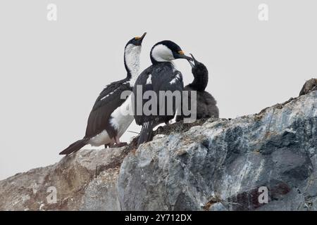 Shags dagli occhi blu o gruppo della famiglia Shag antartica con giovane bransfieldensi Leucocarbo Foto Stock