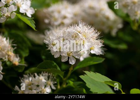 Fiori bianchi dell'albero di rowan. Primo piano. Foto Stock