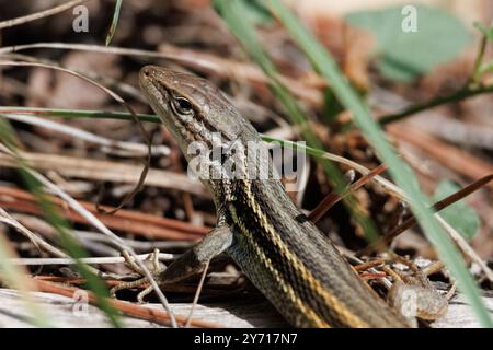 Primo piano di lucertola dalla coda lunga, psammodromus algirus, Alcoy, Spagna Foto Stock