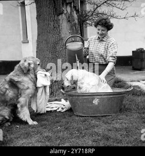 Con un asciugamano in bocca e in attesa di recuperare il suo compagno di canile Katango dalla vasca da bagno è il campione del Golden Retriever Kasanova di Kuldana . L'addetta al bagno è la signorina Gwen Brown (19 anni), che stava in piedi per la proprietaria delle bellezze del bagno, la signora G Medhurst di Cudham, Kent, Inghilterra. 16 maggio 1962 Foto Stock
