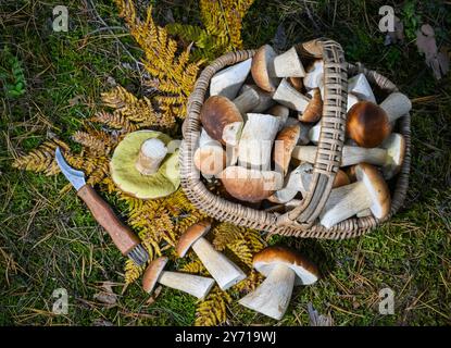 Briesen, Germania. 27 settembre 2024. Un cesto pieno di funghi porcini sorge in una foresta nel distretto di Oder-Spree nel Brandeburgo orientale. I funghi stanno ora iniziando a crescere di nuovo nelle foreste del Brandeburgo. Crediti: Patrick Pleul/dpa/ZB/dpa/Alamy Live News Foto Stock