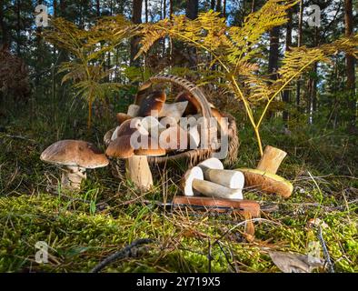 Briesen, Germania. 27 settembre 2024. Un cesto pieno di funghi porcini sorge in una foresta nel distretto di Oder-Spree nel Brandeburgo orientale. I funghi stanno ora iniziando a crescere di nuovo nelle foreste del Brandeburgo. Crediti: Patrick Pleul/dpa/ZB/dpa/Alamy Live News Foto Stock