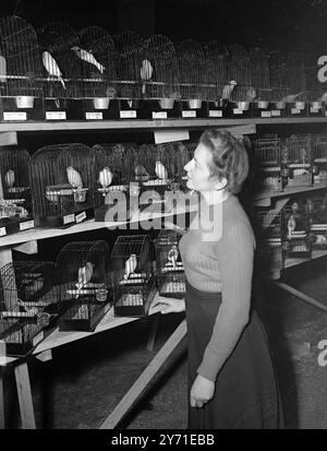 5.000 UCCELLI ARRIVANO IN CITTÀ fu una giornata di canti e cinguettii a Westminster , Londra , quando la National Exhibition of Cage Birds aprì presso la Royal Horticultural Hall di Vincent Square . 5.000 uccelli erano su come illuminare l'ambiente circostante con i loro colori gay e fare l'anello Welkin con la loro canzone gay. Alcuni dei canarini dello spettacolo sono ammirati dalla signorina WINNIE HAUTSON di Gidea Park , Essex . 2 dicembre 1948 Foto Stock