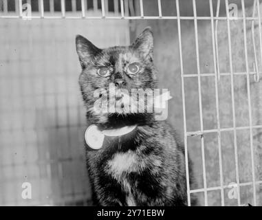 E' Una CAMPIONESSA CHAMP STONOR TERESINA , una Manx , piena di fiducia , è andata davanti ai giudici al National Cat Club 52nd Championship Show al Paddington Baths Hall , Londra . Il suo proprietario come Miss G.K. Sladen , di Henley-on-Thames . 30 novembre 1948 Foto Stock