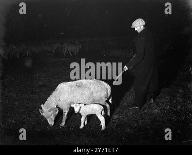 Dorset Horn Lambs c. 1940 Foto Stock