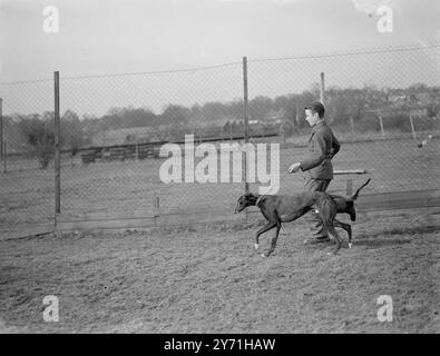 Levrieri e personale - Crayford . 1946 Foto Stock