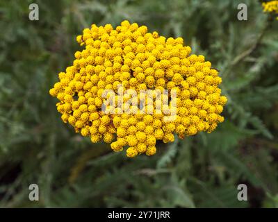 Testa ermeticamente piena di fiori gialli della robusta freccia ornamentale perenne Achillea "Moonshine" Foto Stock