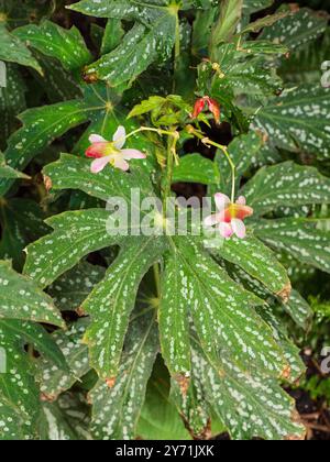 Palmate, foglie verdi maculate della tenera perenne Begonia diadema, una casa e una serra Foto Stock