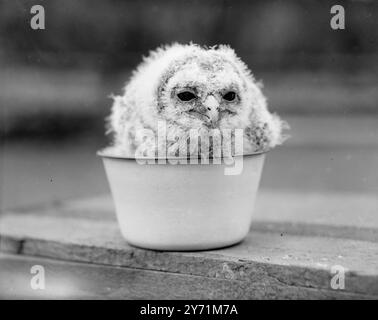 BASIN- FULL BLUES Perhapes questo piccolo Gufo di Tawny allo Zoo di Londra sperava che sarebbe stato collocato in un " vaso da notte " piuttosto che in un piccolo bacino di smalto , la dieta di Tawney consiste di topi fritti , e dalla sua espressione , potrebbe essere che la sua razione di roditori non sia ancora apparsa . A soli sette giorni di età, l'uccellino è stato trovato nel bosco vicino a Enfield, Middlesex. Si pensa che sia stato soffiato dal suo nido dai venti forti . Maggio 26 1948 Foto Stock