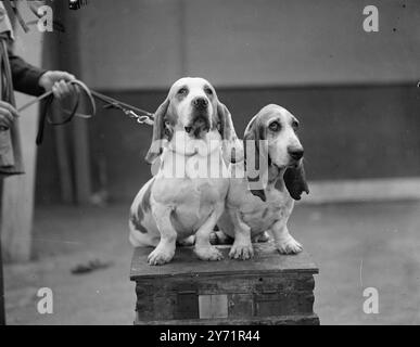 Le iscrizioni al CRUFT's Dog Show, aperto all'Olympia di Londra, sono leggermente inferiori al record pre-bellico. Questa famosa mostra canina nel mondo è organizzata dal Kennel Club e dura due giorni. SPETTACOLI FOTOGRAFICI:- tra i vincitori del Cruft's c'erano, la signorina M.M.M.. Keevil's Basset Hounds , GRIMS DONUT (a sinistra) , e GRIMS WISHFUL, da Newbury ,Berks. 14 ottobre 1948 Foto Stock