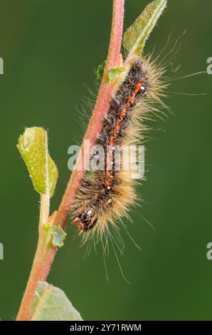 Caterpillar of Knot Grass Moth (Acronicta rumicis), Noctuidae. Sussex, Regno Unito Foto Stock