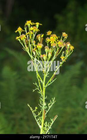 Ragwort comune con gregari Cinnabar Moth Caterpillars (Tyria jacobaeae), Erebidae. Sussex, Regno Unito Foto Stock