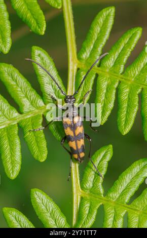 Longhorn Beetle a quattro bande (Leptura quadrifasciata). Cerambycidae. Sussex, Regno Unito Foto Stock