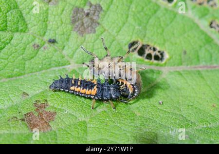 Larva di Arlecchino Ladybird cannibalizzando un'altra (Harmonia axyridis), Coccinellidae. Sussex, Regno Unito Foto Stock