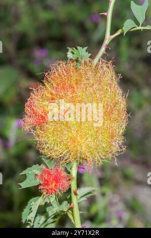 Robins Pincushion Gall - Bedeguar Gall (Diplolepis rosae) su una rosa di campo (Rosa arvensis). Sussex, Regno Unito Foto Stock