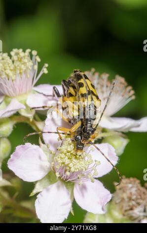 Beetle delle Longhorn maculata (Rutpela maculata), Cerambycidae. Sussex, Regno Unito Foto Stock