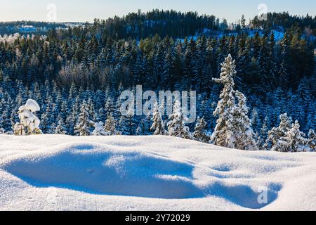 La tranquilla foresta svedese presenta uno splendido paesaggio invernale, in cui la neve ricopre il terreno e gli alti alberi sempreverdi sotto un azzurro chiaro Foto Stock