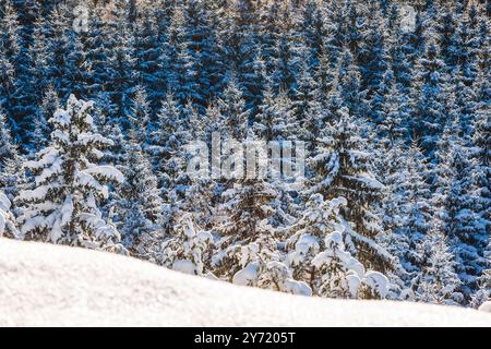 Un tranquillo paesaggio invernale si dispiega in una foresta svedese ricoperta di neve, con maestosi pini e abeti ricoperti di bianco. La scena cattura il punto morto Foto Stock