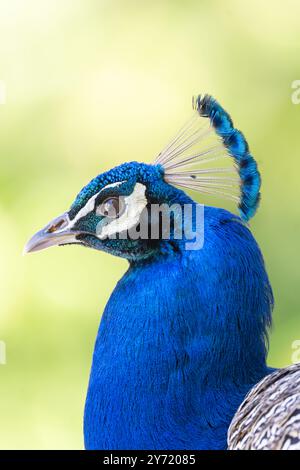 Eleganza slanciata: Un primo piano dello splendore di un pavone Foto Stock