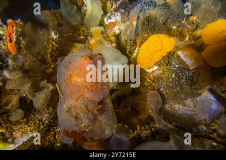 Jelly Crust Tunicate Growing in cima al Bristly Tunicate, Chain Tunicate (giallo) sulla destra, sul molo di Edmonds Marina su Puget Sound, Washington State, USA Foto Stock