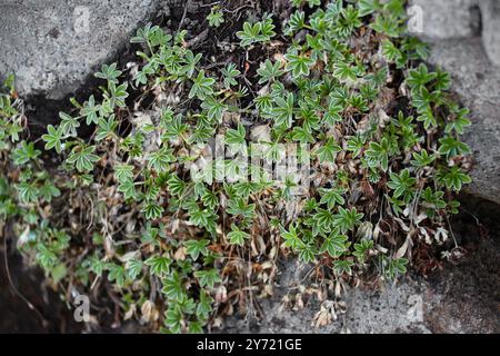 Alpine Lady's-Mantle, Alchemilla alpina, Rosaceae. Islanda settentrionale. L'Alchemilla alpina è una pianta erbacea perenne artico-montana. Foto Stock