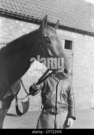 "String on the Heath" Uno studio di Flixton, il compagno di 4 anni favorito dell'handicap del Lincolnshire giovedì. Nella foto, G.. Beeby è Compton Berks. Scuderie, Flexton è di proprietà del signor G.. H Dowty. Sarà guidato da E.. Smith e, dice il suo allenatore, "ha una buona possibilità sportiva". 9 marzo 1948. Foto Stock