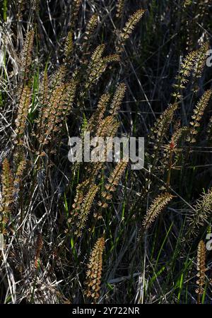 Mare's-TAIL o Common Mare's TAIL, Hippuris vulgaris, Plantaginaceae. Islanda settentrionale. Foto Stock