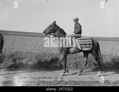 "String on the Heath" Uno studio di Flixton, il compagno di 4 anni favorito dell'handicap del Lincolnshire giovedì. Nella foto, G.. Beeby è Compton Berks. Scuderie, Flexton è di proprietà del signor G.. H Dowty. Sarà guidato da E.. Smith e, dice il suo allenatore, "ha una buona possibilità sportiva". 9 marzo 1948. Foto Stock