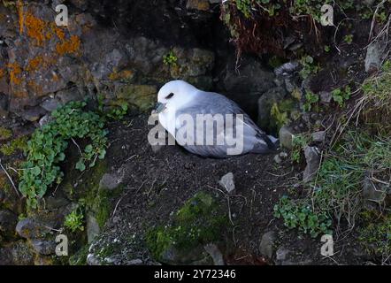 Fulmar settentrionale o Fulmar artico, Fulmarus glacialis glacialis, Procellariidae. Islanda settentrionale. Foto Stock