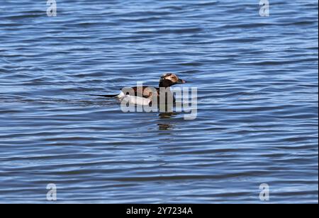 Anatra dalla coda lunga maschile, Clangula hyemalis, Anatidae. Islanda settentrionale. Foto Stock