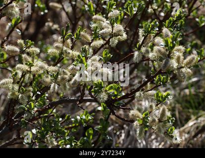 Willow lanato, Salix lanata, Salicaceae. Islanda settentrionale. Salix lanata, il salice lanoso, è una specie subartica di salice originaria dell'Islanda. Foto Stock