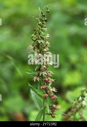 Helleborine a foglia larga, Epipactis helleborine, Orchidaceae. Buckinghamshire. Orchidea selvatica britannica. Foto Stock