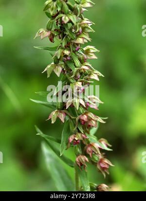 Helleborine a foglia larga, Epipactis helleborine, Orchidaceae. Buckinghamshire. Orchidea selvatica britannica. Foto Stock