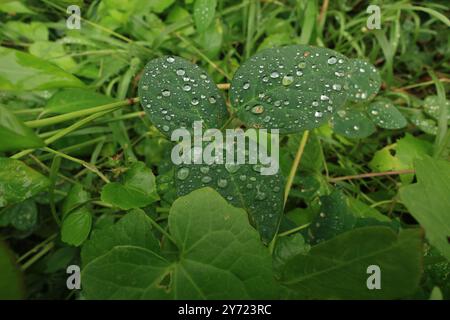 Azione capillare sulle foglie delle piante. Una piccola forza invisibile che spinge l'acqua contro la gravità. Questa è la magia dell'azione capillare su varie foglie. Foto Stock