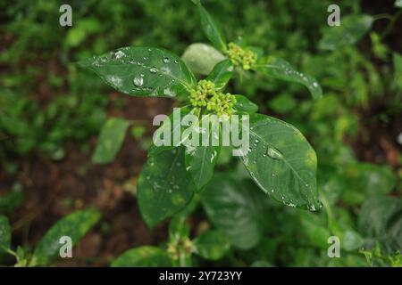 Azione capillare sulle foglie delle piante. Una piccola forza invisibile che spinge l'acqua contro la gravità. Questa è la magia dell'azione capillare su varie foglie. Foto Stock