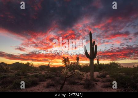 Il colorato cielo del tramonto nel deserto dell'Arizona con la silhouette del cactus Saguaro Foto Stock
