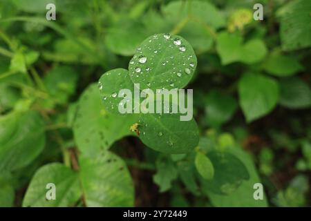 Azione capillare sulle foglie delle piante. Una piccola forza invisibile che spinge l'acqua contro la gravità. Questa è la magia dell'azione capillare su varie foglie. Foto Stock