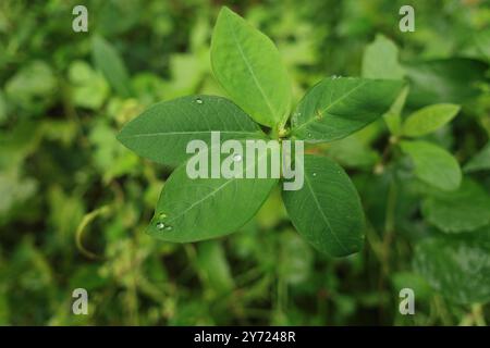 Azione capillare sulle foglie delle piante. Una piccola forza invisibile che spinge l'acqua contro la gravità. Questa è la magia dell'azione capillare su varie foglie. Foto Stock