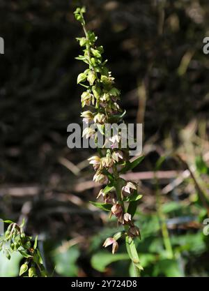 Helleborine a foglia larga, Epipactis helleborine, Orchidaceae. Buckinghamshire. Orchidea selvatica britannica. Foto Stock