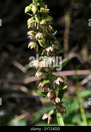 Helleborine a foglia larga, Epipactis helleborine, Orchidaceae. Buckinghamshire. Orchidea selvatica britannica. Foto Stock