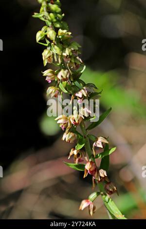 Helleborine a foglia larga, Epipactis helleborine, Orchidaceae. Buckinghamshire. Orchidea selvatica britannica. Foto Stock