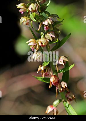 Helleborine a foglia larga, Epipactis helleborine, Orchidaceae. Buckinghamshire. Orchidea selvatica britannica. Foto Stock